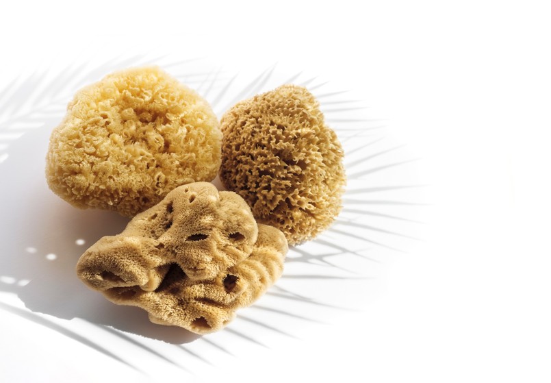 Natural,Sea,Sponges,For,Spa,Therapy,And,Body,Hygiene.,Marine