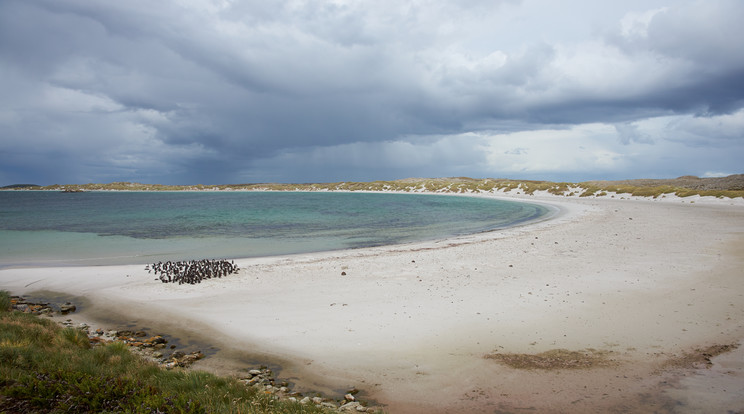 A Falkland-szigeteken található Yorke-öböl ívelt homokos strandja. Az öböl ad otthont a Magellán pingvinek (Spheniscus magellanicus) költőkolóniájának, és közel van Stanleyhez, a Falkland-szigetek fővárosához. Bár a területet 2020-ban aknamentessé nyilvánították, a látogatókat táblák figyelmeztetik arra, hogy ne közelítsenek meg gyanúsnak tűnő tárgyakat, hanem értesítsék a hatóságokat / Fotó: Getty Images