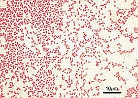 pseudomonas-bakterium-d0000113Ed52de39e7868