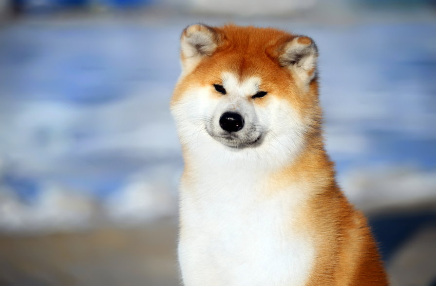 Akita inu - Kseniia/stock.adobe.com