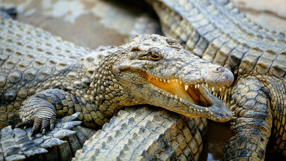 Trzy gigantyczne krokodyle nilowe pławią się w gorącym słońcu, a ja niebawem znajdę się z nimi w ich sadzawce. Siedzę zamknięty w rozklekotanej stalowej klatce, w tej chwili wiszącej na końcu ramienia niewielkiego dźwigu i w ten sposób zanurzam się w mroczne odmęty. Oczy gadów należących do najstraszliwszych zabójców w przyrodzie wpatrują się we mnie z nieukrywanym pożądaniem.