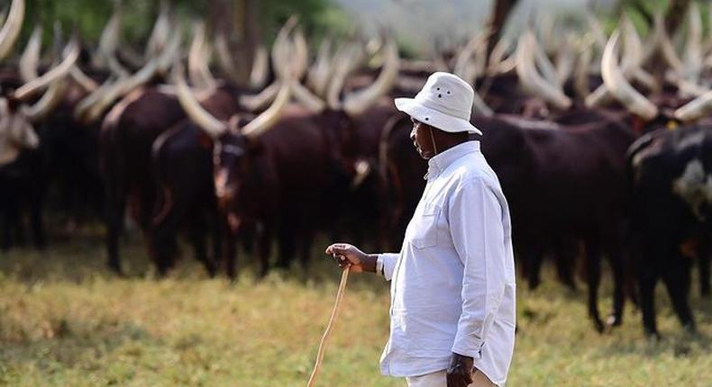 President Museveni at his farm in Kisozi, Gomba recently/Instagram