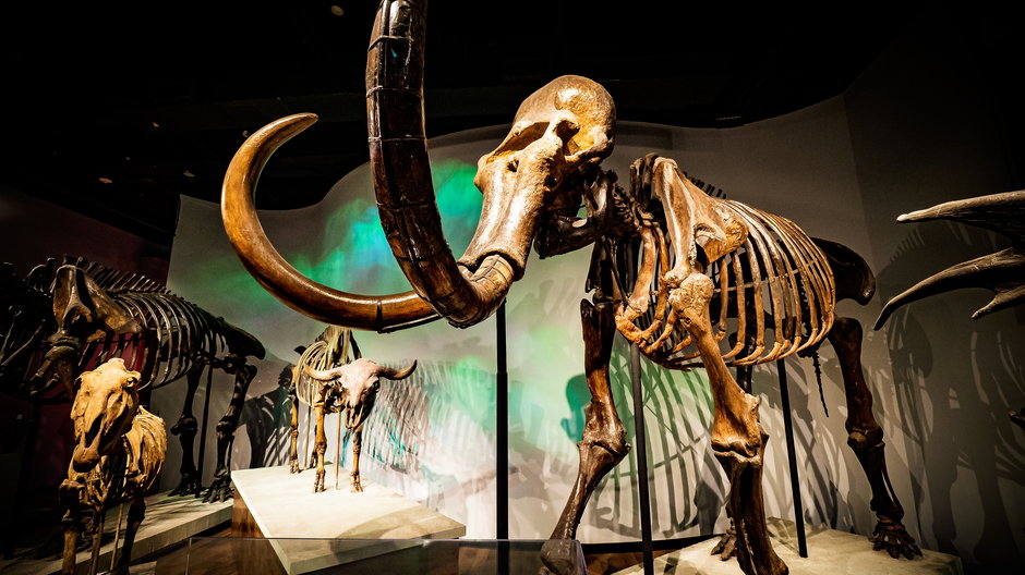 Szkielet mamuta