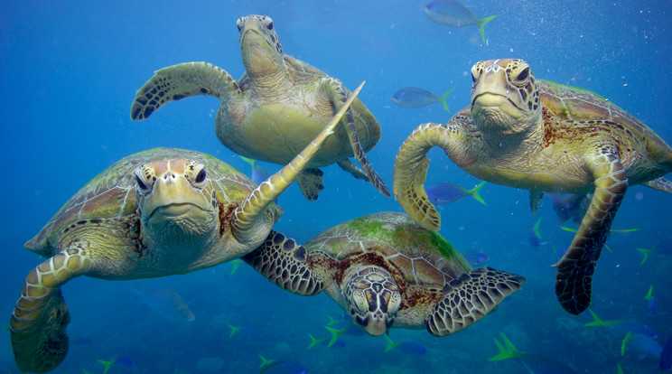 Sok teknősbéka hal meg a rengeteg szemét miatt, ami az óceánokban és tengerekben van-