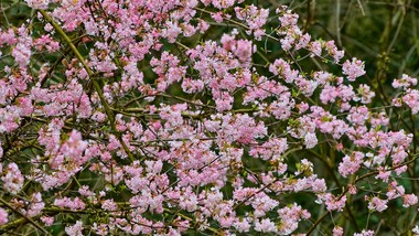 krzewy, które kwitną zimą w ogrodzie - katalog 10 roślin