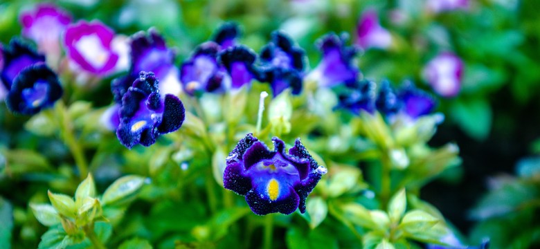 Idealna alternatywa dla bratków i pelargonii. Kwitnie aż do jesieni. Odkryj torenię fournieri