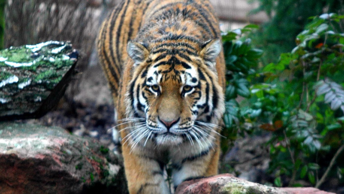 Tygrys syberyjski i pantera śnieżna zamieszkały w zoo w Płocku. To gatunki drapieżnych kotów zagrożone wyginięciem. Specjalnie dla nich, przy wsparciu unijnym, w płockim ogrodzie wybudowano przestronne wybiegi. Są one częścią zimowej trasy zwiedzania zoo.