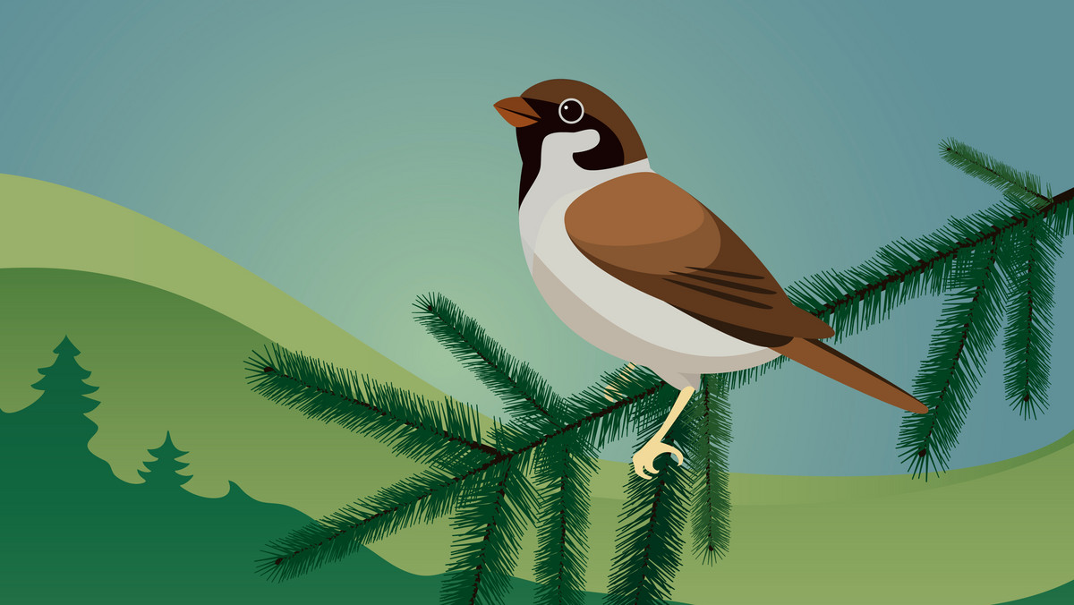 Wróbel – najbardziej rozpustny wśród ptaków. Co o nim wiesz? Quiz