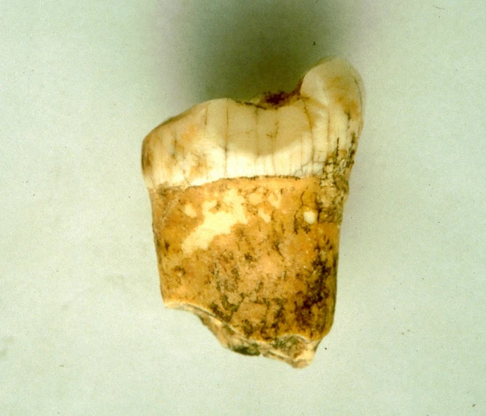 Ząb neandertalczyka z jaskini Gabasa