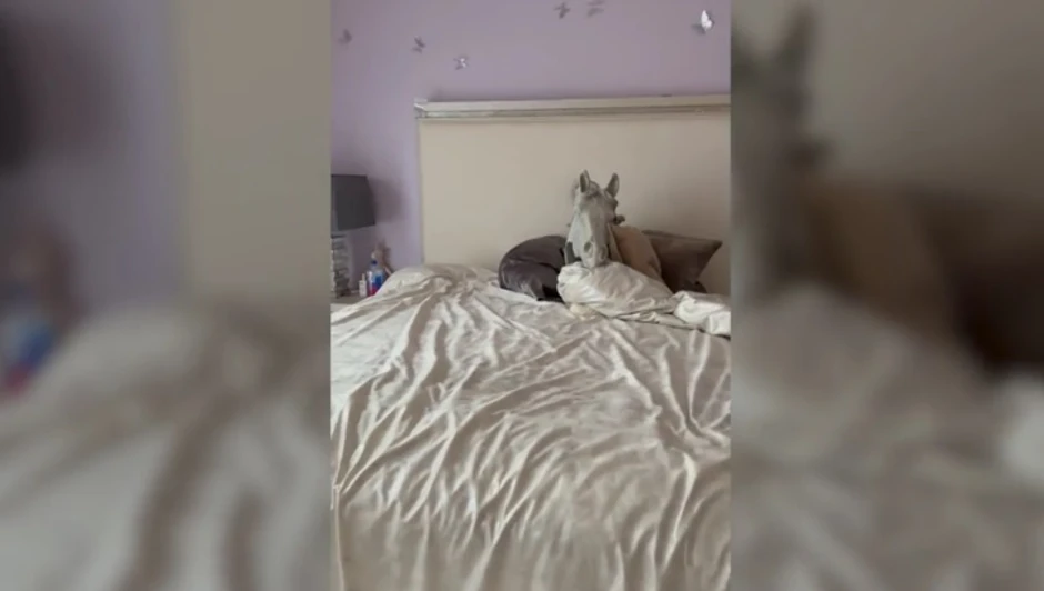 Konjska glava na krevetu