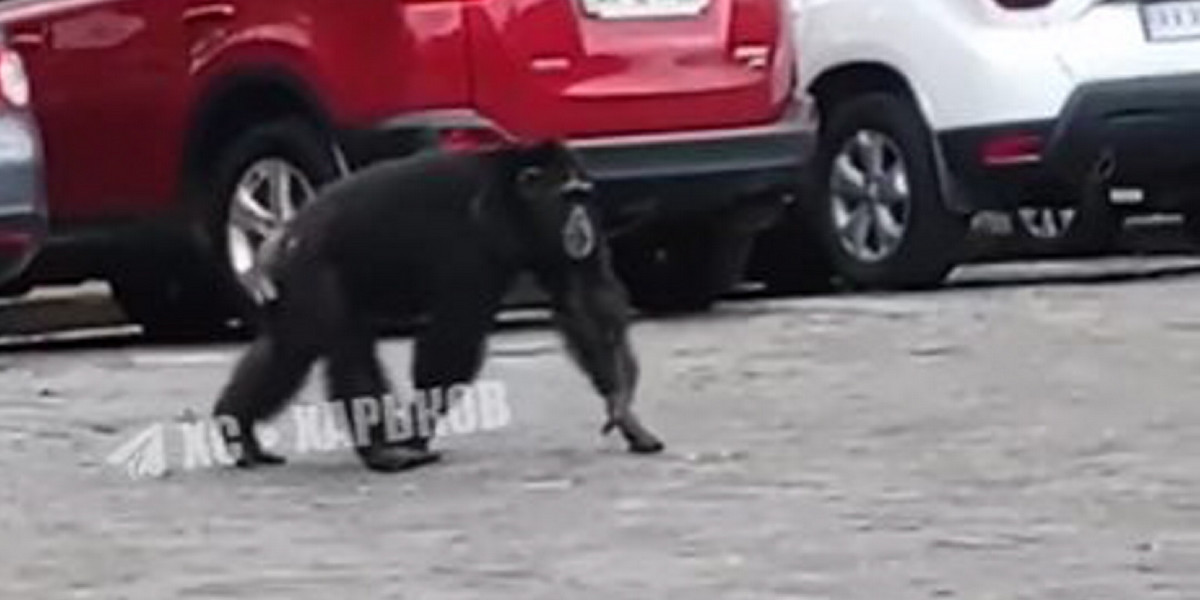 Z charkowskiego zoo uciekła małpa Czi-Czi. Radośnie spacerowała po ulicach miasta.