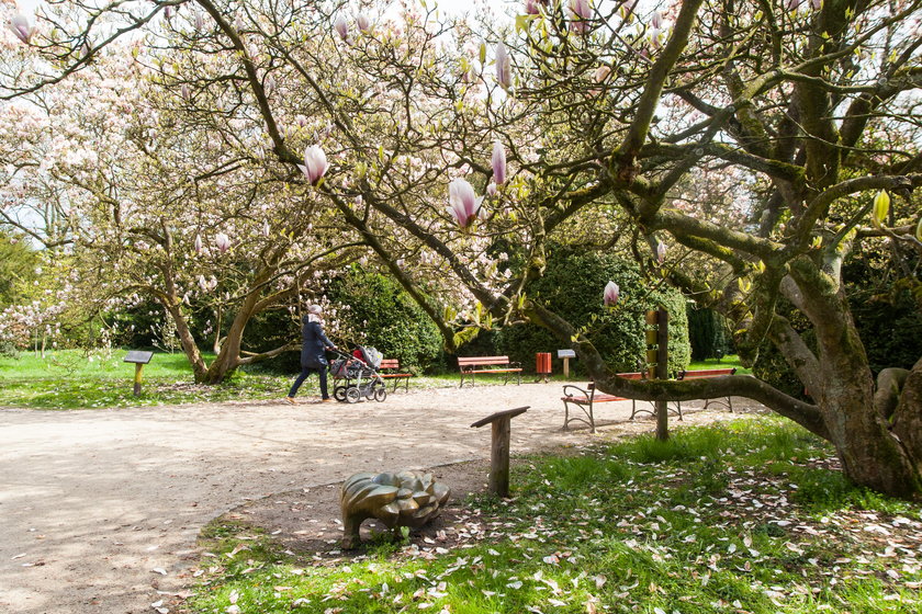 W kórnickim arboretum zakwitły magnolie