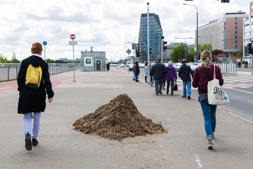 Słoń na poznańskiej Wildzie! O co chodzi?