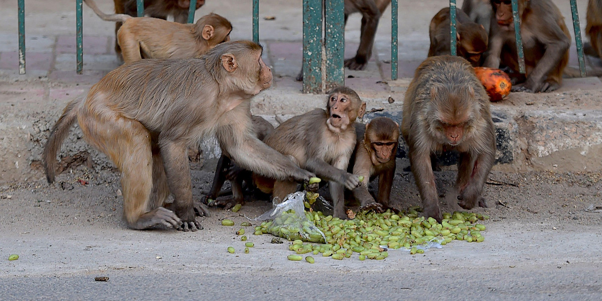 Stado małp zabiło 45-latkę i czworo dzieci (fot. ilustracyjna)