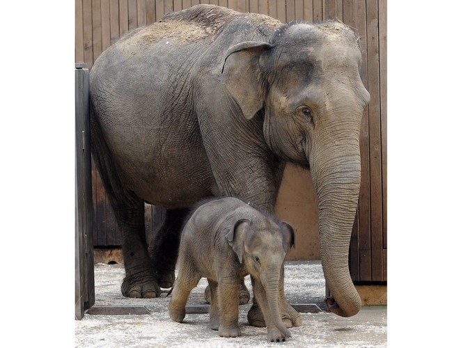'Czeskie' słoniątko z mamą