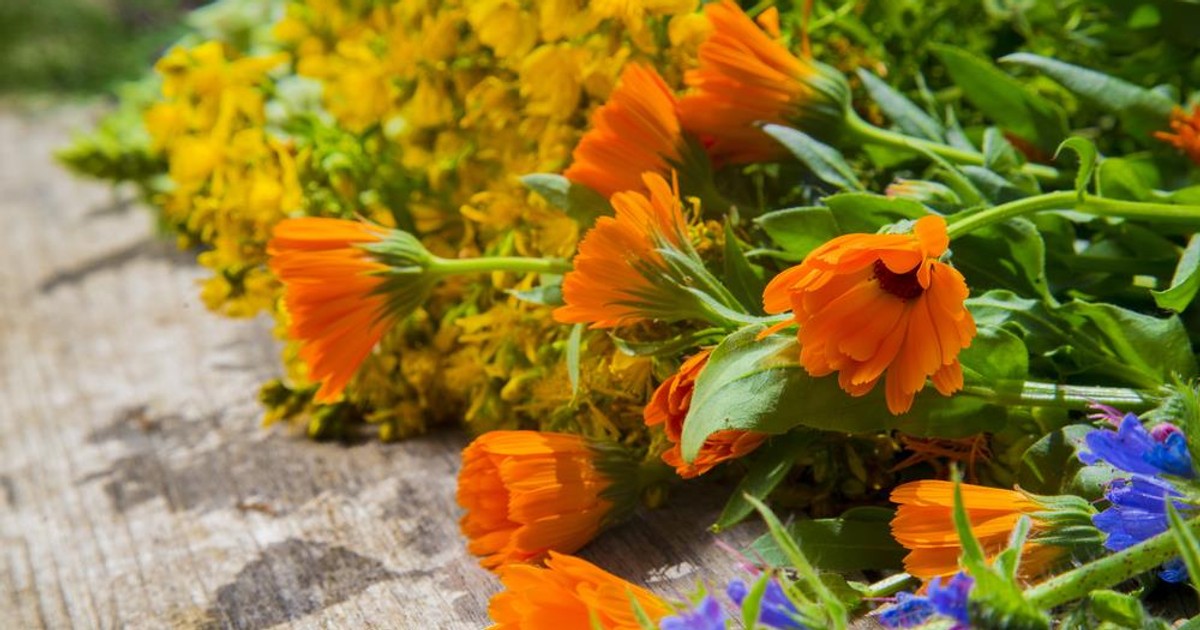 Lecznicze zioła i rośliny