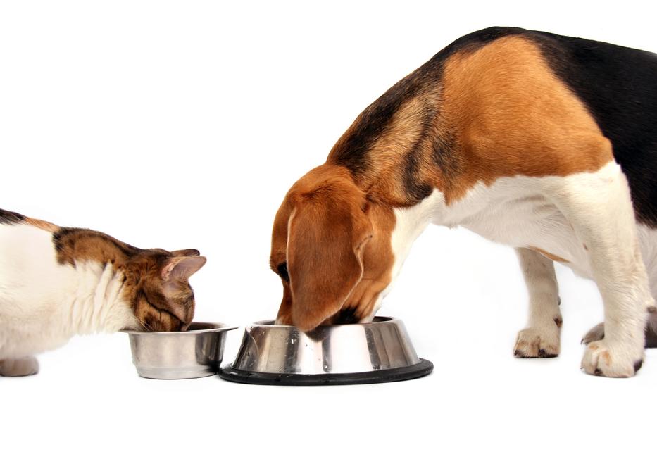 Olcsóbb már csirkemellel etetni a kutyánkat, macskánkat? Itt vannak a számok, egekben az állateledelek árai  fotó: Getty Images
