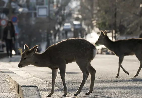 Natura odradza się nie tylko na memach. Przyroda podczas epidemii naprawdę łapie oddech