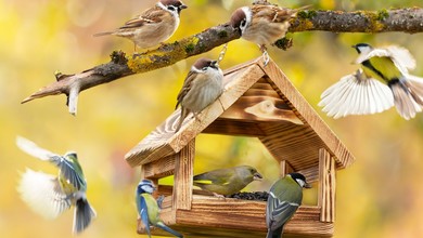 Kiedy przestajemy dokarmiać ptaki? Jak można pomagać im wiosną?