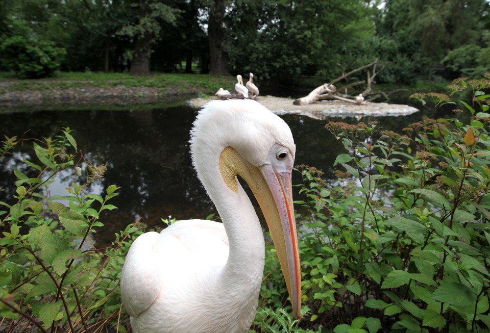 WARSZAWA ZOO POKAZY KARMIENIA