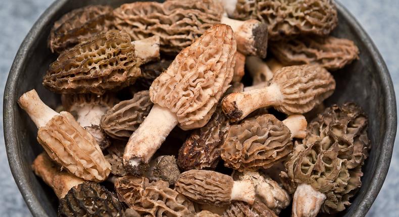 Fresh morchella esculenta. Commonly known as common morel, yellow morel, true morel, morel mushroom.