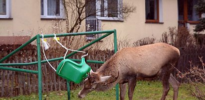 Nie żyje jeleń, który w Zakopanem chodził z huśtawką w porożu