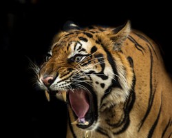 Sprawa transportu tygrysów trafiła do sądu. Ruszył proces