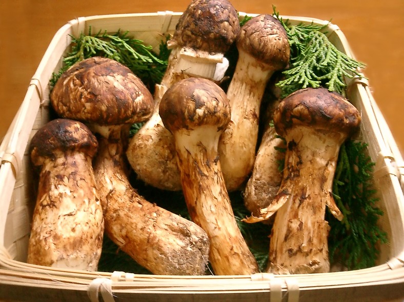 Japońskie grzyby Matsutake, fot. Tomomarusan, źródło Wikimedia Commons, licencja Creative Commons (CC BY-SA 3.0)