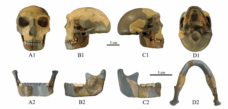 Szczątki nieznanego hominina (HLD6)