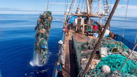 Irgalmatlan mennyiségű műanyagot halásztak ki a Csendes-óceánból
