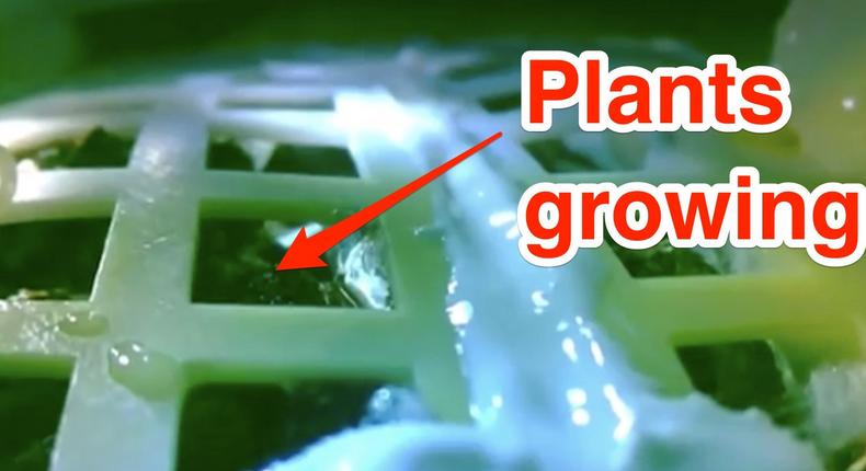 China grows plants on moon