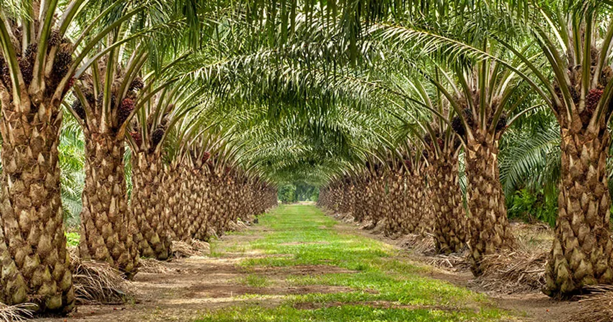 UK Govt pledges support for Edo, Okomu Oil in forest preservation - Vimarsana News