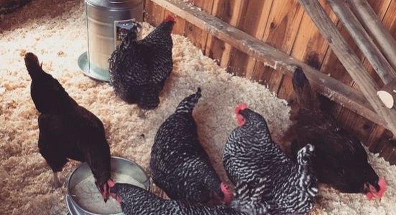 Lady Gaga posts her chickens on Instagram