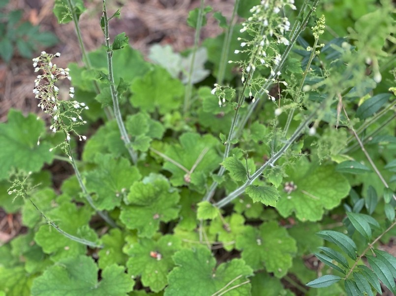 Crane - você deve cortar após a floração? Que. Em seguida, a planta se concentrará na produção de folhas grandes e fortes, que é sua maior decoração.