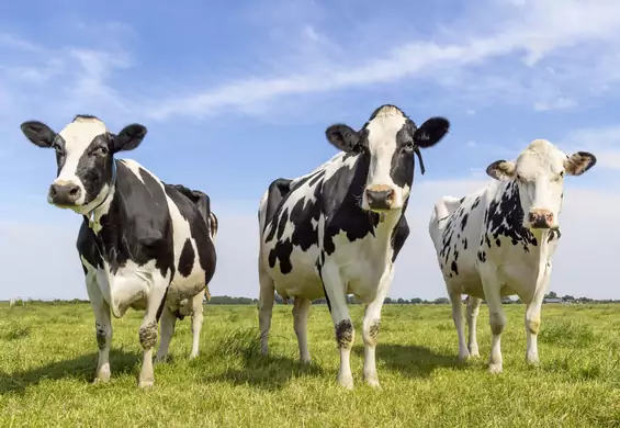 74 mln dolarów na suplement dla krów. Ten kraj walczy z "krowimi gazami"