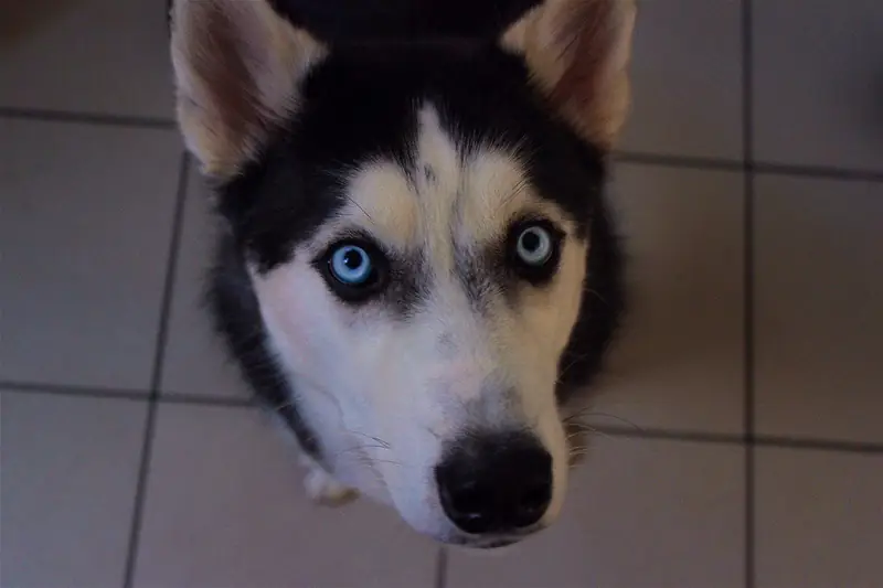 Husky