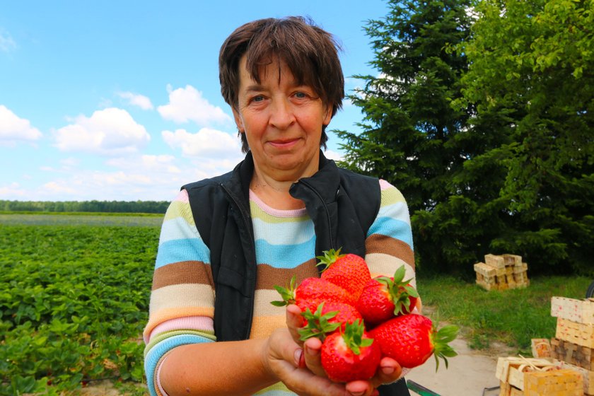 Hoduje największe truskawki w Polsce 