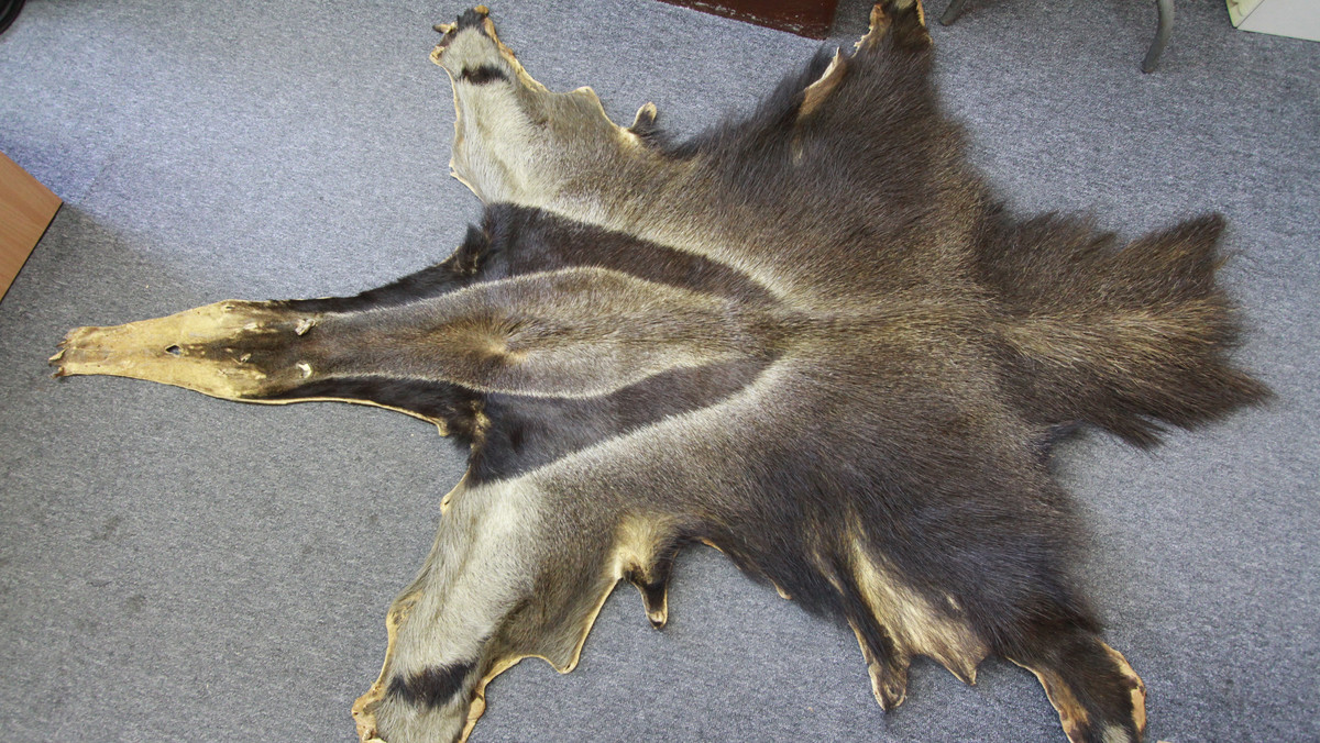 Krakowscy policjanci zatrzymali 52-latka, który na aukcji internetowej chciał sprzedać skórę z mrówkojada wielkiego. To gatunek zagrożony wyginięciem, objęty Konwencją Waszyngtońską CITES.