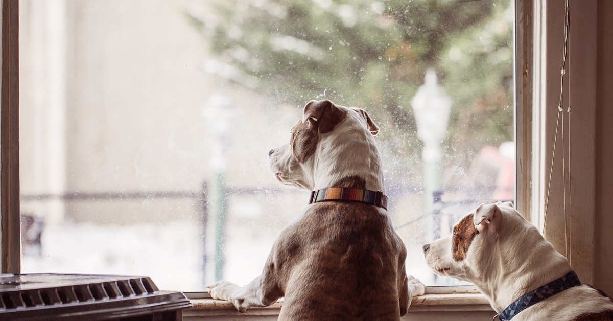 Sąd za szczekające psy to za mało? RPO chce rozwiązania hałaśliwego problemu
