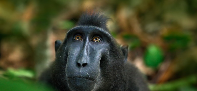Fotograf procesował się z makakiem. Poszło o "selfie", które zrobiło sobie zwierzę