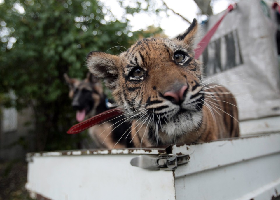 WARSZAWA ŚWIATOWY DZIEŃ ZWIERZĄT ZOO