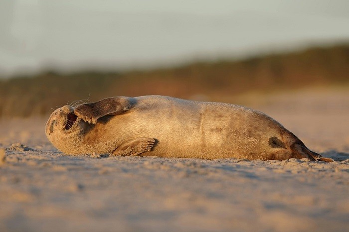 Foka upodobała sobie plaże nad polskim morzem