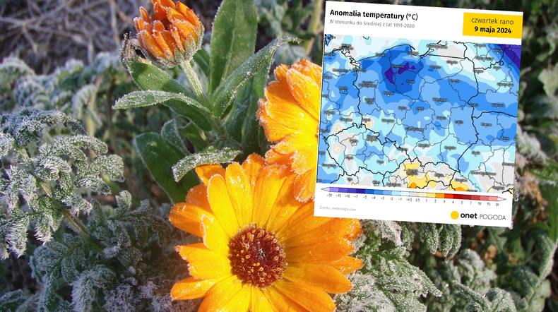 Nadchodzi arktyczny podmuch. W nocy pojawią się przymrozki (screen: meteologix.com)