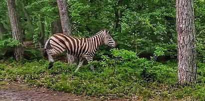 Nowy gatunek w lesie?! Zebra schwytana pod Elblągiem