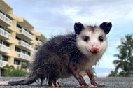 Why Did The Possum Cross The Road