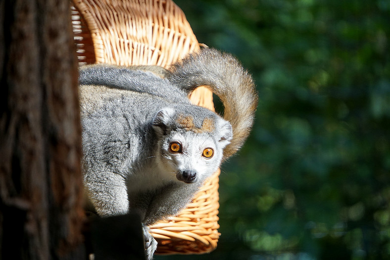 Lemur koroniasty