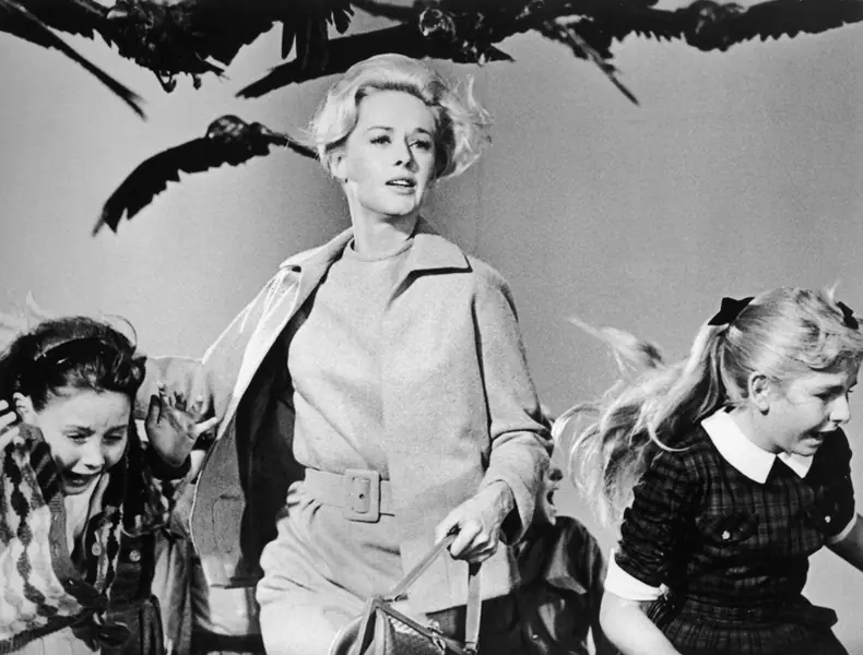 Tippi na planie &quot;Ptaków&quot; Hitchcocka — filmu, który uczynił ją gwiazdą, a zarazem zablokował jej karierę ze względu na przemoc ze strony reżysera / Getty Images