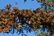 Monarch Butterfly Biosphere Reserve