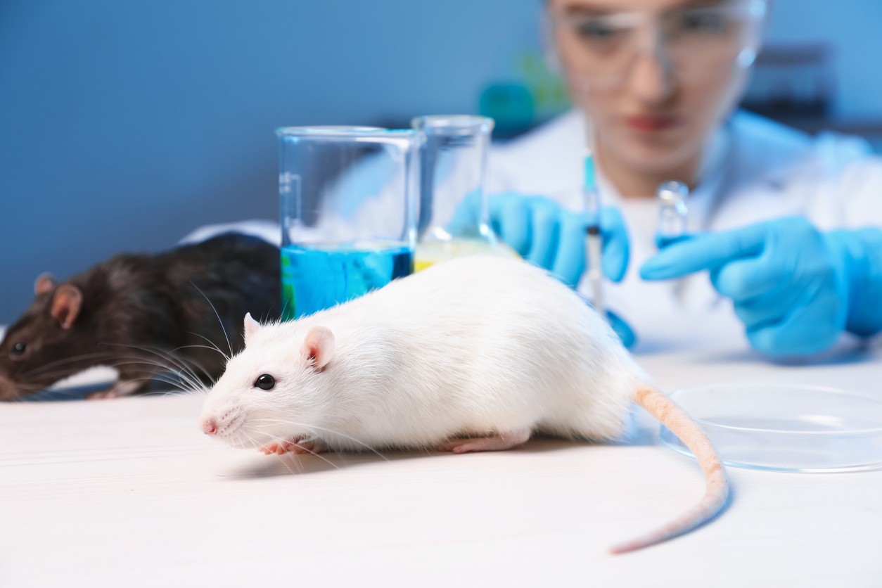 Laboratórny potkan počas vedeckého výskumu. Vedci pri experimentoch na hlodavcoch zistili, že staršie transplantované srdcia v mladších organizmoch vykazovali známky biologického omladenia, zatiaľ čo mladé srdcia v starších telách biologicky starli rýchlejšie. (Ilustračný obrázok)