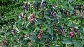 Te owoce hamują starzenie i dostarczają mnóstwo potasu. Są zdrowsze od borówek. Musisz mieć ten krzew w ogrodzie